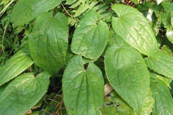 淫羊藿种植技术