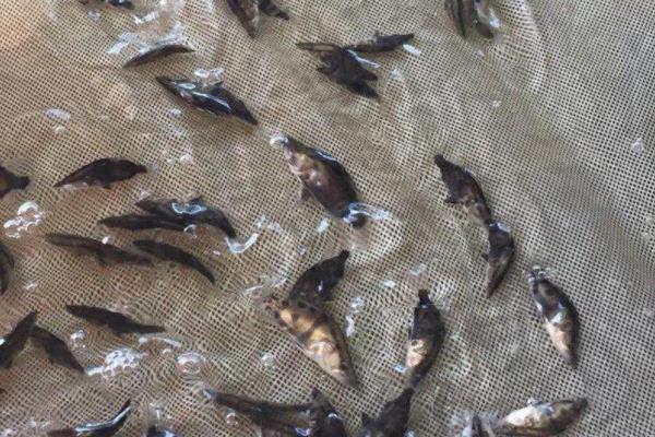 桂鱼怎么养殖技术