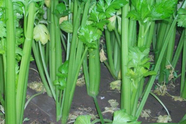 芹菜的品种有哪些