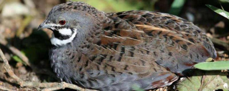 鹌鹑是芦丁鸡吗,附养殖方法