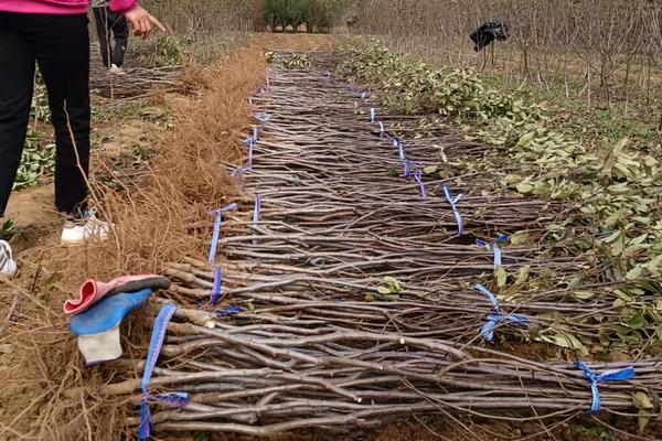 瑞雪苹果栽培技术