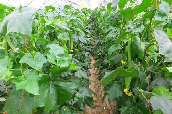 苹果丝瓜种植技术