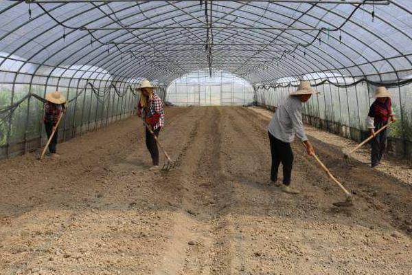 大棚西红柿的种植方法和管理技术