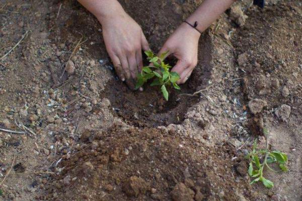 大棚西红柿的种植方法和管理技术