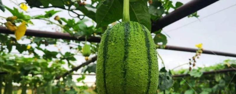 苹果丝瓜种植技术