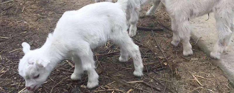 小羊羔反复拉稀有啥特效药吗,是什么原因引起的