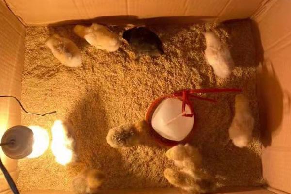 鹌鹑孵化出来后怎么养,孵化出来后几天脱温