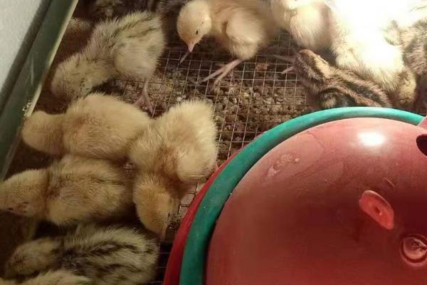 鹌鹑孵化出来后怎么养,孵化出来后几天脱温