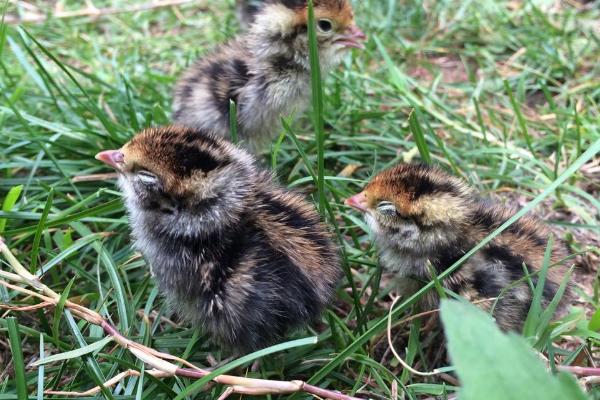 鹌鹑孵化出来后怎么养,孵化出来后几天脱温