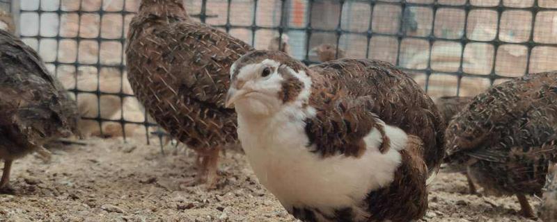 沙维鹌鹑和普通鹌鹑区别,鹌鹑的寿命有多长