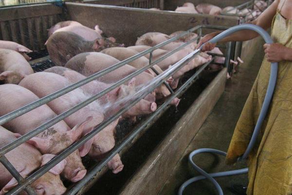 养猪场降温设备有哪些,养猪场的污水如何处理