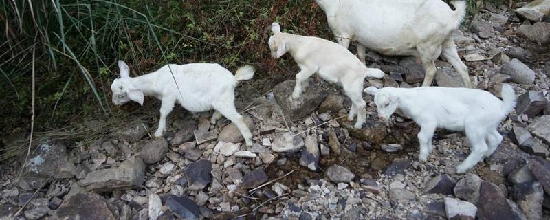 羊羔几个月长30斤,羔羊如何喂养