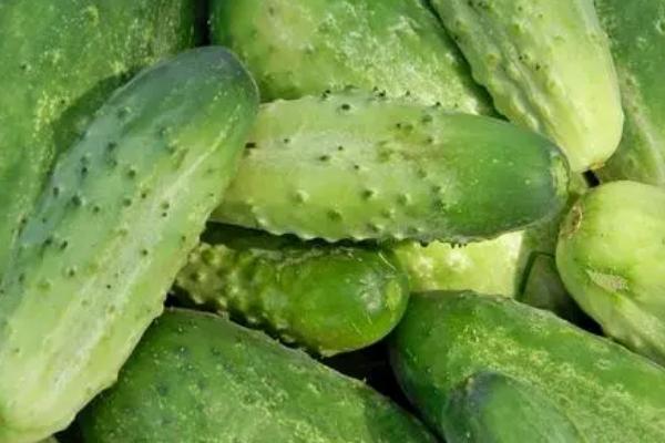 大棚黄瓜种植栽培管理技术