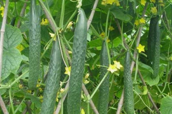 大棚黄瓜种植栽培管理技术