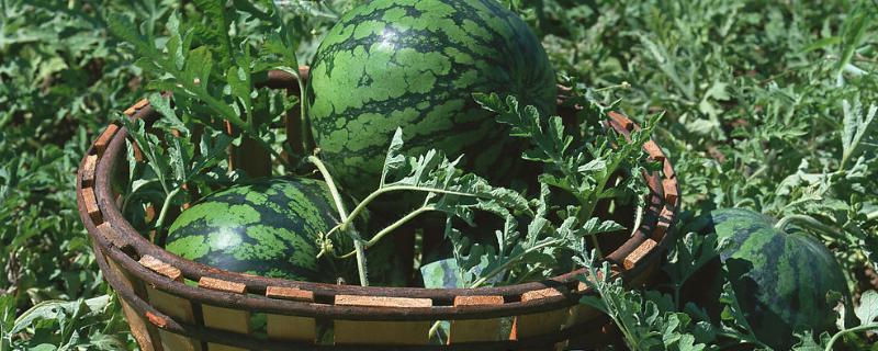 2月份西瓜能育苗吗,西瓜常见病虫害有哪些