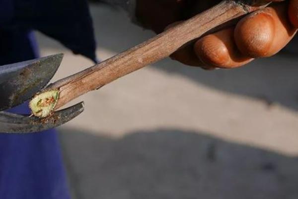 葡萄的生殖方式,附葡萄常见的品种