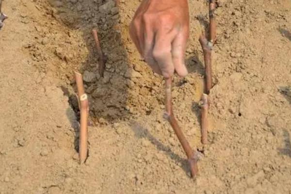 葡萄的生殖方式,附葡萄常见的品种