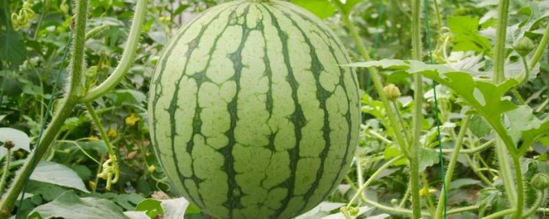 西瓜最怕什么农药,西瓜一般在几月份收获