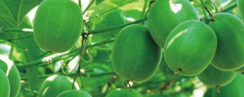 罗汉果种植与管理技术,罗汉果种植多久才可以结果