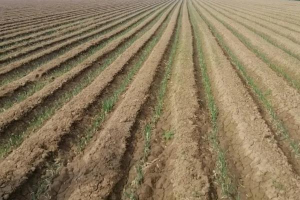 秋白菜种植技术及管理,白菜籽播种后几天能发芽