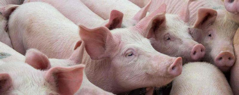 公猪的生育器是螺旋形的吗,公猪和母猪的区别