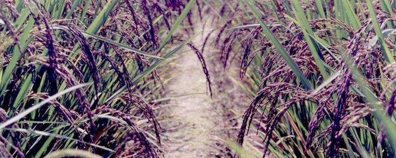 黑米种植历史,黑米和血糯米的区别