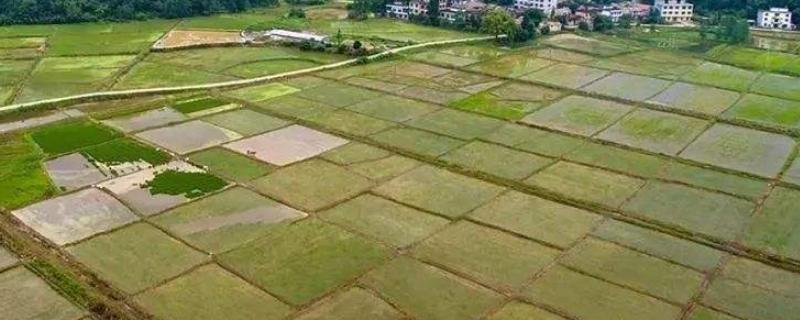 什么是基本农田,基本农田可以搞养殖吗