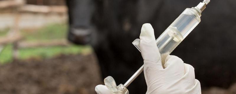 母牛用氯前列烯醇的作用,附使用注意事项