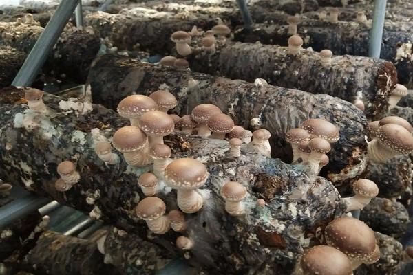 玉米套种黄豆究竟增产吗,玉米套种有哪些高产作物