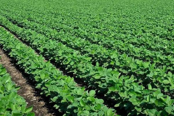 玉米套种黄豆究竟增产吗,玉米套种有哪些高产作物