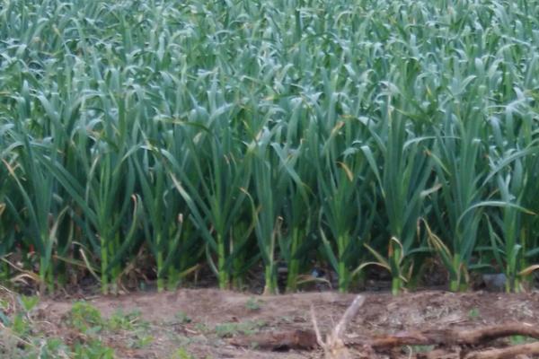 玉米套种黄豆究竟增产吗,玉米套种有哪些高产作物