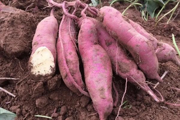 玉米套种黄豆究竟增产吗,玉米套种有哪些高产作物