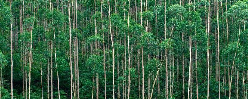 大量的日照迫使桉树产出大量的糖吗,桉树用什么肥料合适