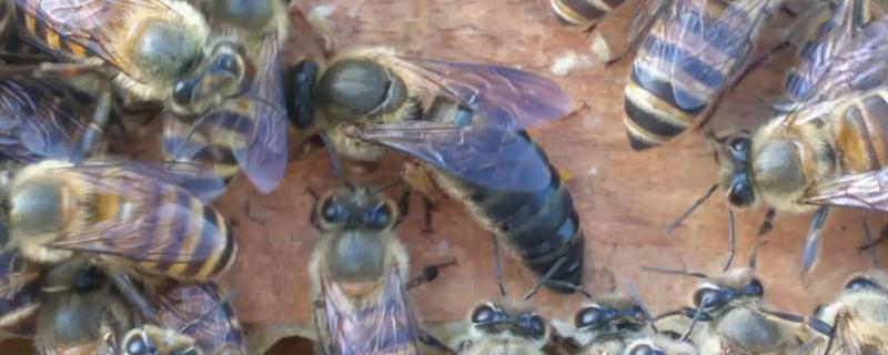 蜂王和工蜂的区别,蜂王产卵需要什么条件