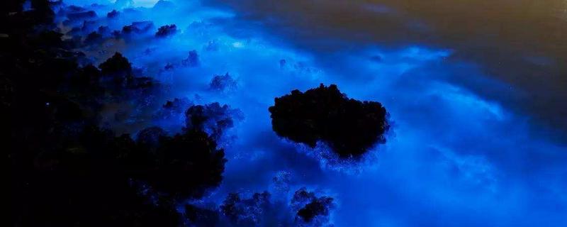 夜光藻的危害及处理,夜光藻发光的原因