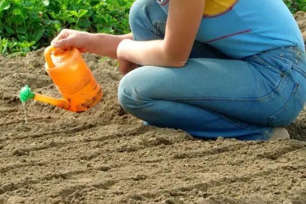 芹菜亩产量一般多少斤，附芹菜种植方法