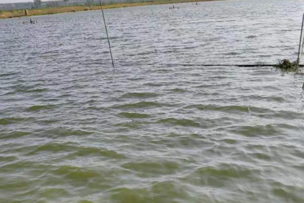 河虾怎么养,河虾和海虾的区别