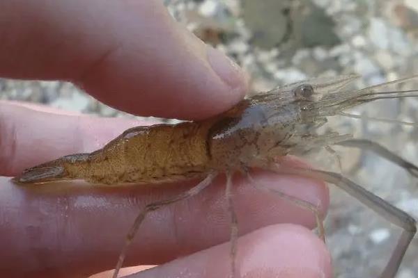 河虾怎么养,河虾和海虾的区别