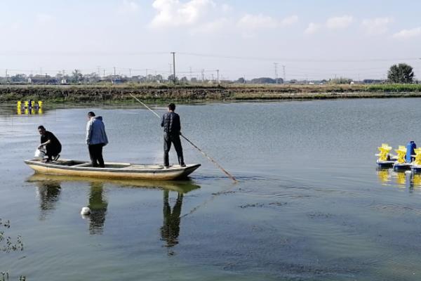 河虾怎么养,河虾和海虾的区别