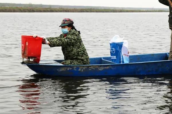 河虾怎么养,河虾和海虾的区别