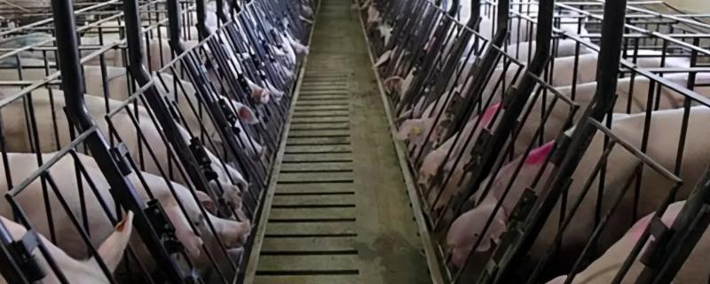 养猪场怎么降温,养猪场如何除臭