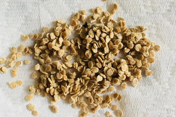 番茄育苗时苗龄一般为多少天,附育苗方法