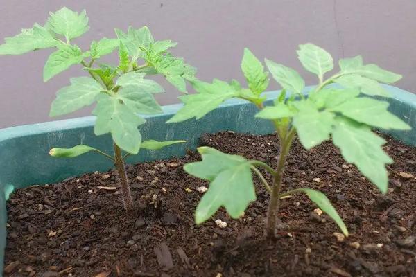 番茄育苗时苗龄一般为多少天,附育苗方法