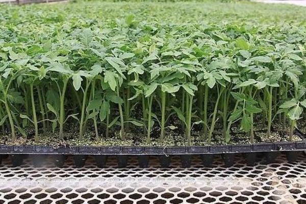 番茄育苗时苗龄一般为多少天,附育苗方法