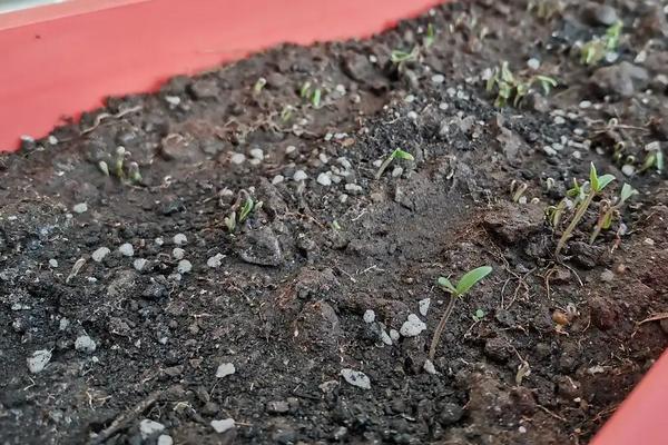 番茄育苗时苗龄一般为多少天,附育苗方法