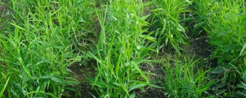 柴胡种植技术与栽培管理