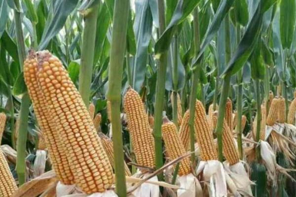 郑单958玉米种简介,适合哪里种植,产量如何