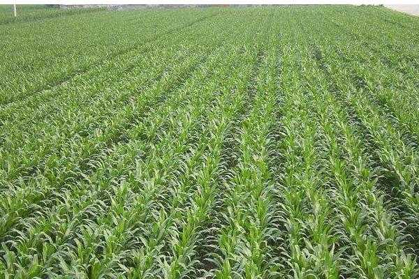 郑单958玉米种简介,适合哪里种植,产量如何