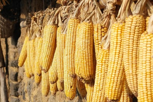 北玉1521玉米种简介,适合哪里种植,产量如何