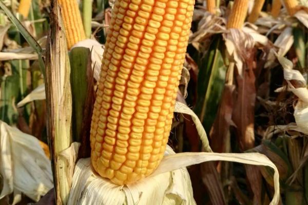 北玉1521玉米种简介,适合哪里种植,产量如何